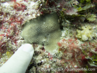 Porites densa