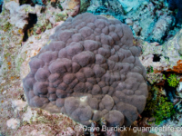 Porites cf. evermanni (Wallis)