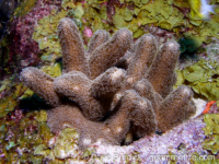 Porites furcata (FGB)