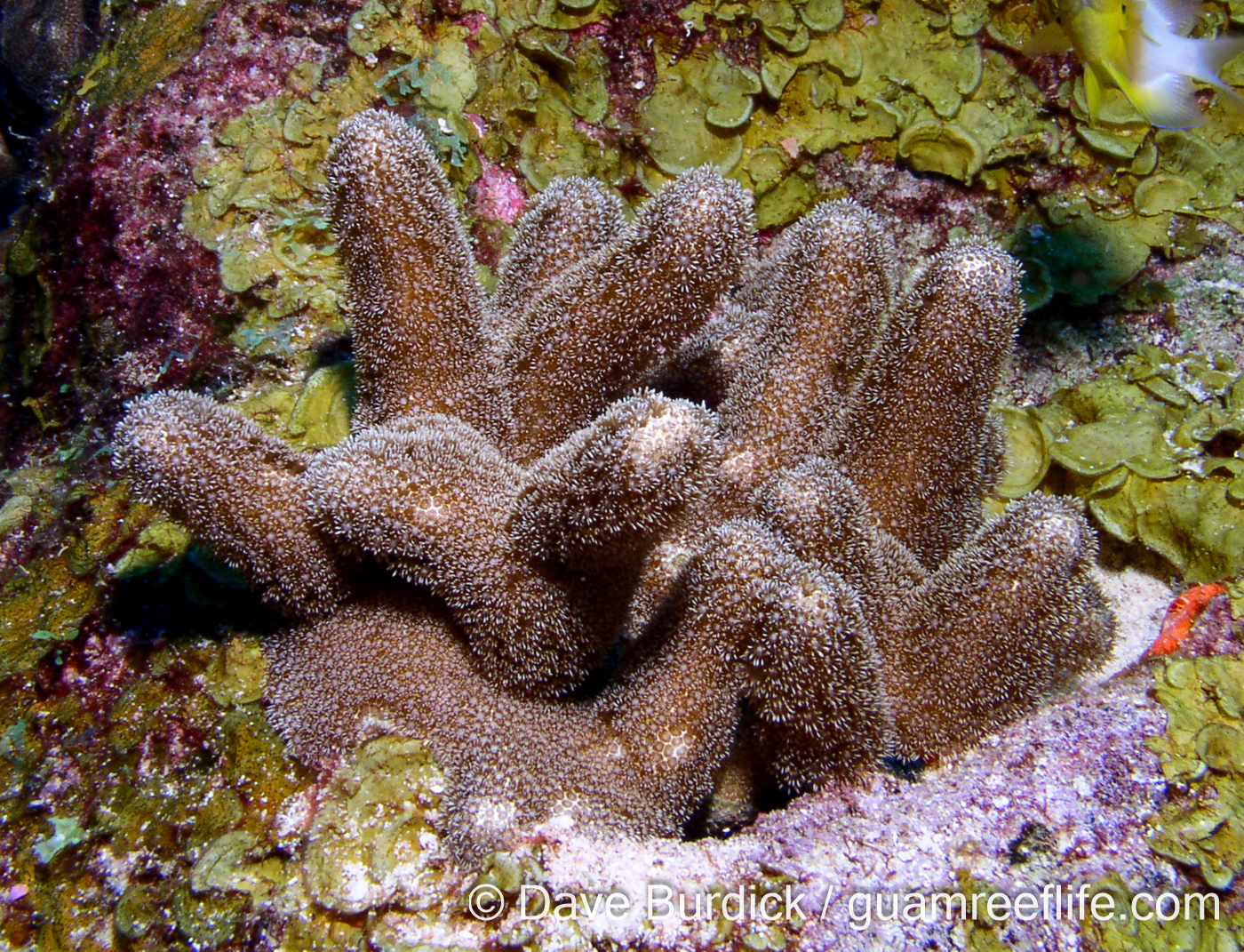 Porites furcata (FGB)