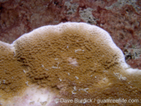 Porites horizontalata