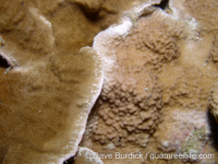Porites horizontalata (right, P. rus on left)