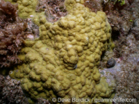 Porites lichen sensu Randall