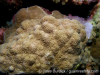 Porites lichen sensu Randall