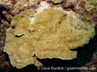 Porites lichen sensu Randall