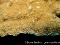 Porites lichen sensu Randall