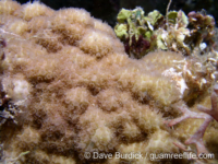 Porites lichen sensu Randall