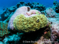 Porites lichen sensu Randall