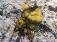 Porites lichen sensu Randall (Wallis)