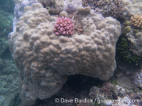 Porites lobata