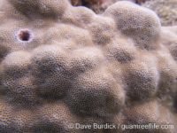 Porites lobata