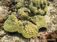 Porites lobata