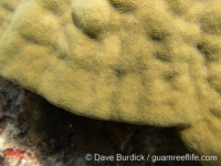 Porites lobata