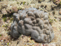 Porites lutea