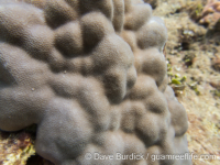 Porites lutea