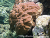 Porites lutea