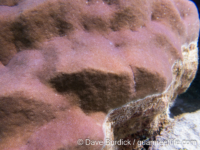 Porites lutea