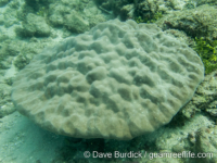 Porites lutea