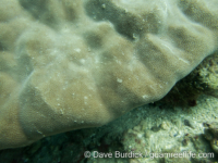 Porites lutea