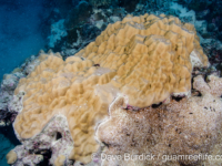 Porites lutea (Wallis)