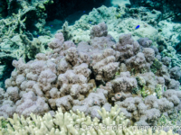 Porites monticulosa (Wallis)