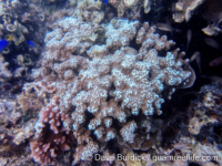 Porites monticulosa (Wallis)