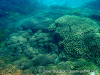 Porites monticulosa sensu Randall