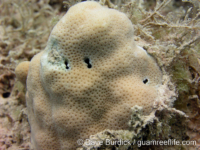 Porites murrayensis