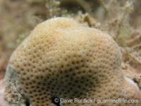 Porites murrayensis