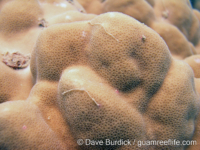 Porites murrayensis