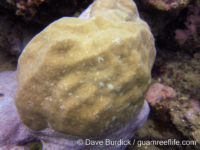 Porites murrayensis