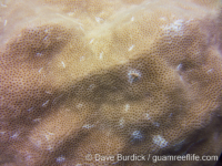 Porites murrayensis