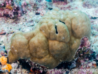 Porites murrayensis (Wallis)