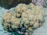 Porites murrayensis (Wallis)