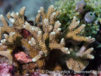 Porites nigrescens (Anilao)