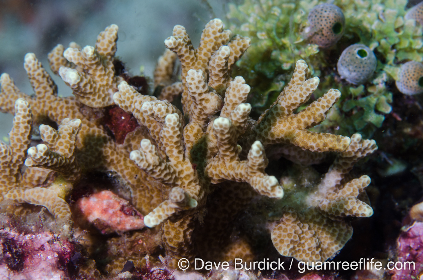 Porites nigrescens (Anilao)