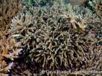 Porites nigrescens (Palau)