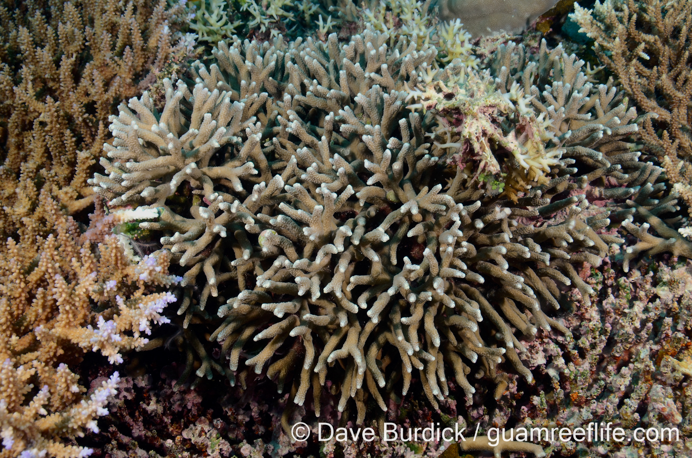 Porites nigrescens (Palau)