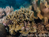 Porites nigrescens (Taiwan)