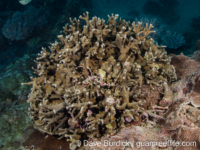 Porites nigrescens (Taiwan)