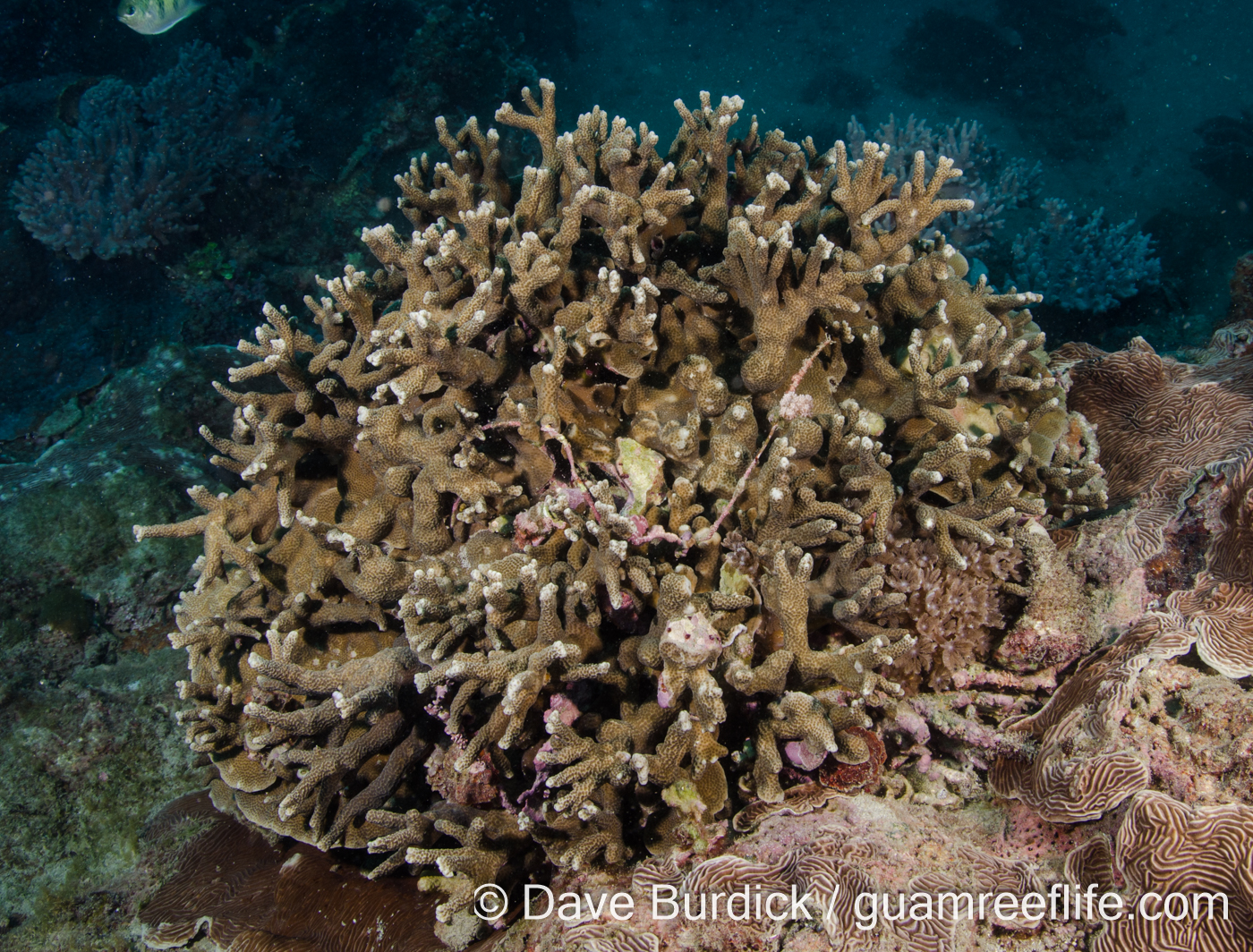 Porites nigrescens (Taiwan)