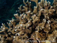 Porites nigrescens (Taiwan)