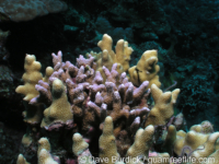 Porites nigrescens (center) and P. attenuata (Siquijor)