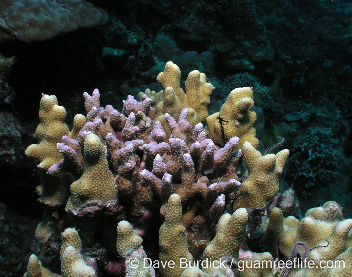 Porites nigrescens (center) and P. attenuata (Siquijor)