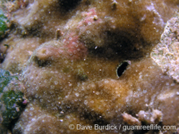 Porites cf. okinawensis