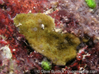 Porites cf. okinawensis