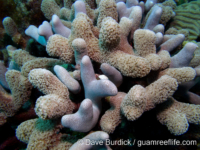 Porites porites (Bonaire)