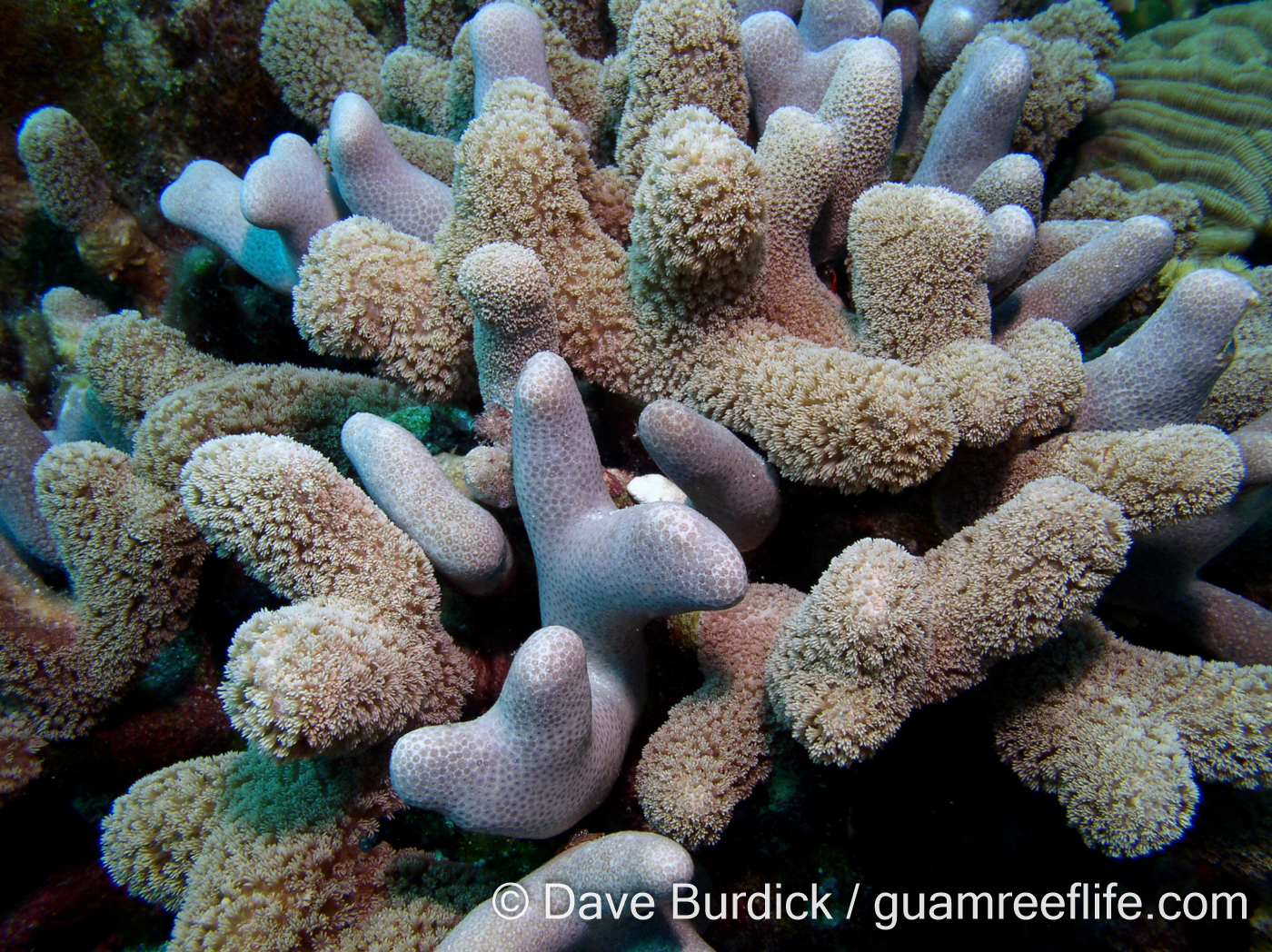 Porites porites (Bonaire)