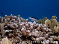 Porites porites (Bonaire)
