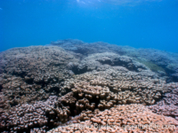 Porites rus